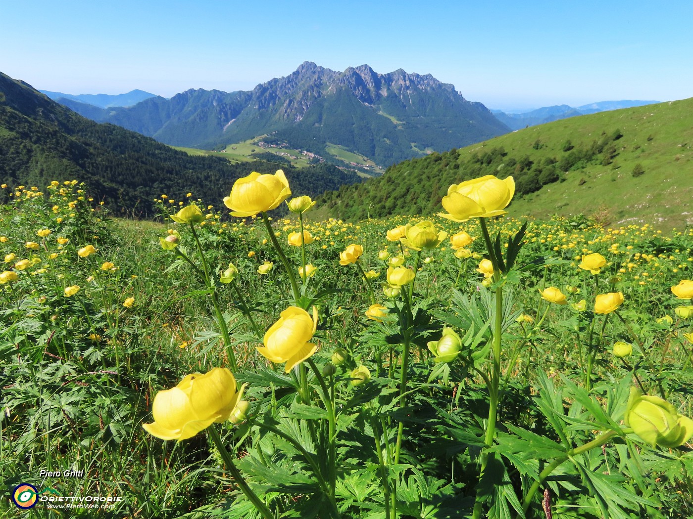 21 Distese fiorite di Trollius europaeus (Botton d'oro) con vista in Alben.JPG